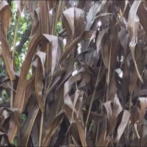 Meet your Posher, Bianca